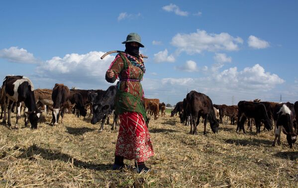 Женщина в традиционной бедуинской одежде пасет овец и коров. - Sputnik Узбекистан