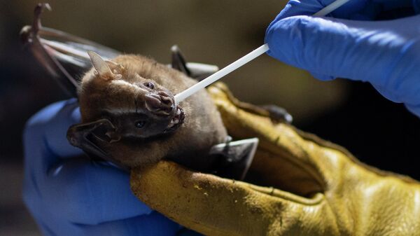 Ucheniy beret mazok iz rotovoy polosti letuchey mishi - Sputnik O‘zbekiston