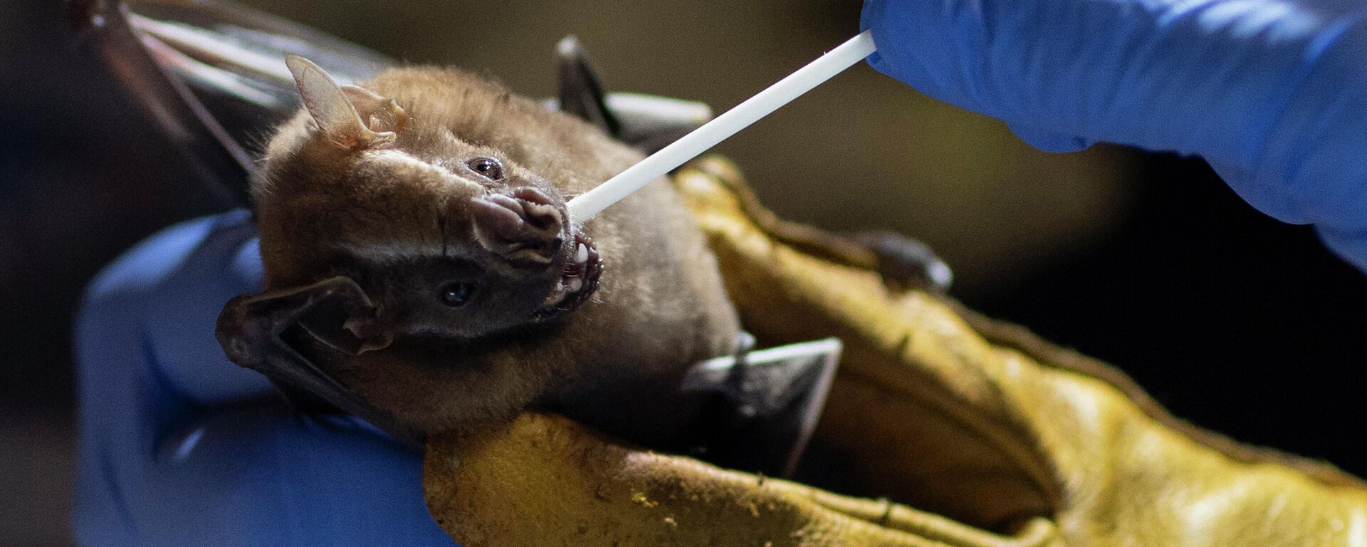 Ученый берет мазок из ротовой полости летучей мыши - Sputnik Ўзбекистон, 1920, 26.01.2026