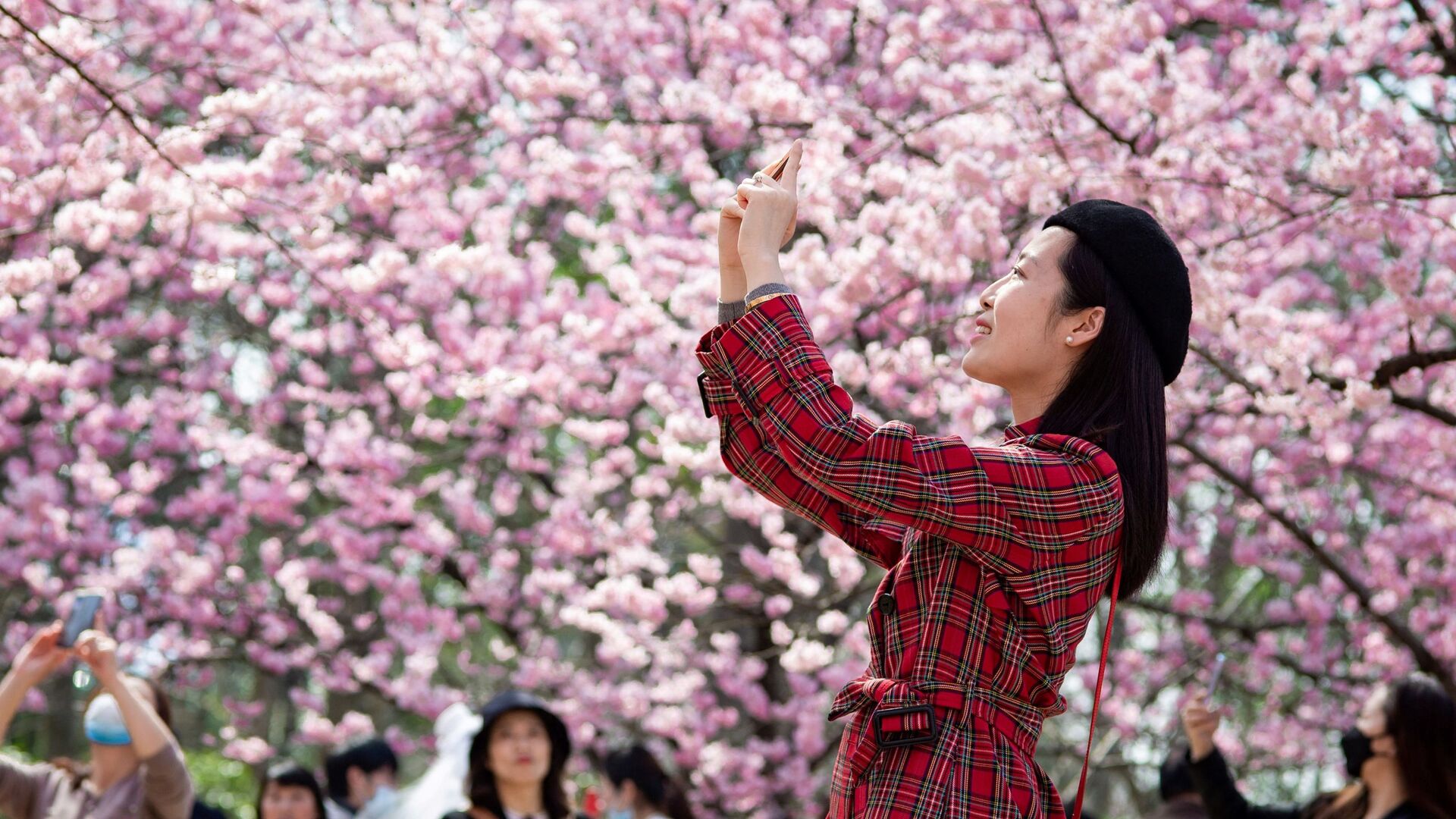 Фото Цветущая вишня Китай
