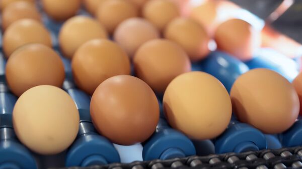 Куриные яйца, архивное фото - Sputnik Ўзбекистон