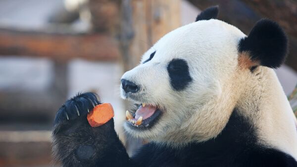 Большая панда в вольере Московского зоопарка - Sputnik Узбекистан