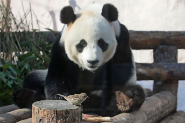 Большие панды относятся к исчезающему виду — всего на планете осталось около 2 тысяч особей этого вида. - Sputnik Узбекистан