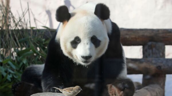 Большая панда наблюдает за воробьем в своем вольере Московского зоопарка - Sputnik Узбекистан