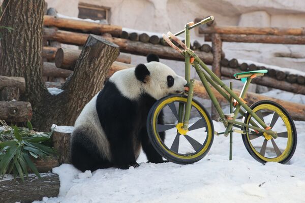 Самочке большой панды по кличке Диндин всего четыре года, для панды она еще совсем молодая. Диндин любит небольшие игрушки, красный цвет, тонкие ветки и молочную смесь. - Sputnik Узбекистан
