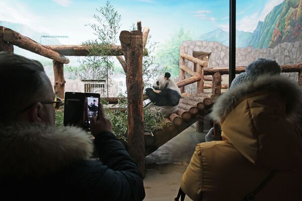 Диндин и Жуи полюбились посетителям зоопарка, у их вольеров всегда много посетителей. - Sputnik Узбекистан