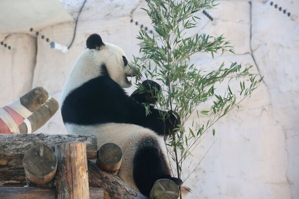 Кроме бамбука, медведи питаются овощами и фруктами. - Sputnik Узбекистан