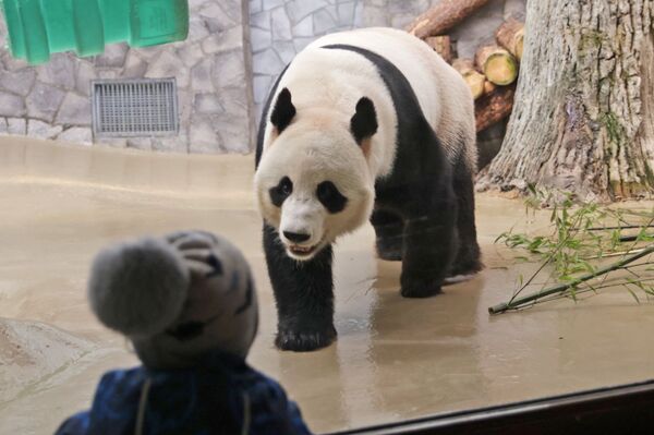 В Московском зоопарке сейчас живут две панды — самец и самка. - Sputnik Узбекистан