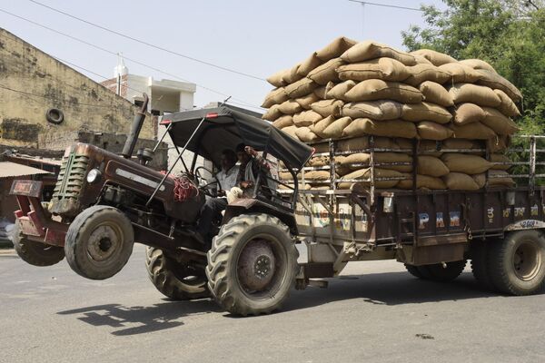 Рабочий ведет трактор, перевозя мешки с рисом в Амритсаре, Индия. - Sputnik Узбекистан