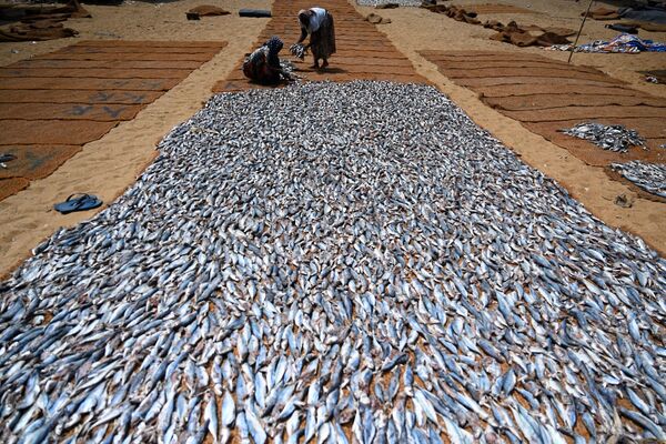 Рабочие обрабатывают соленую рыбу, гавань Негомбо, Шри-Ланка. - Sputnik Узбекистан
