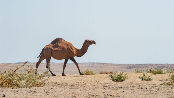Верблюд в пустыне - Sputnik Узбекистан