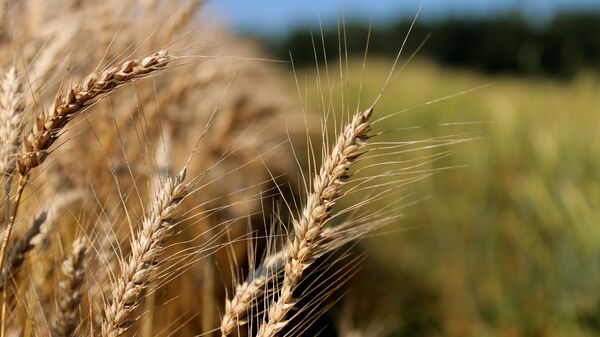 Пшеница на полях, архивное фото - Sputnik Ўзбекистон