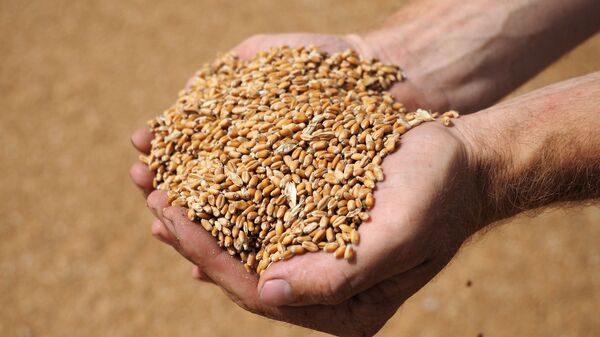 Пшеница, архивное фото - Sputnik Ўзбекистон