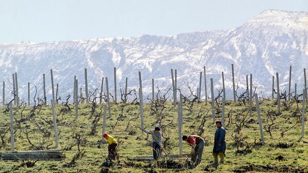 Узбекистан. Весна на винограднике - Sputnik Узбекистан