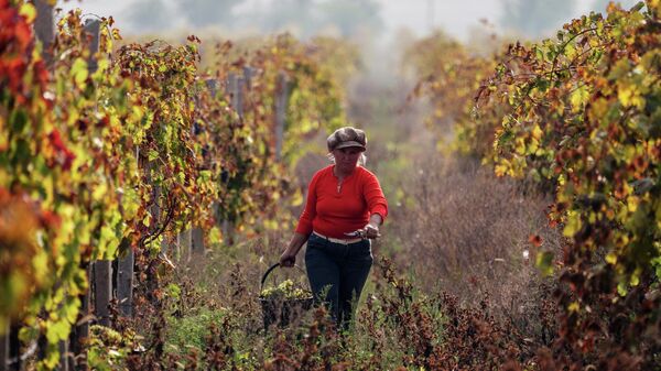 Сбор винограда на одном из виноградников в Крыму - Sputnik Узбекистан