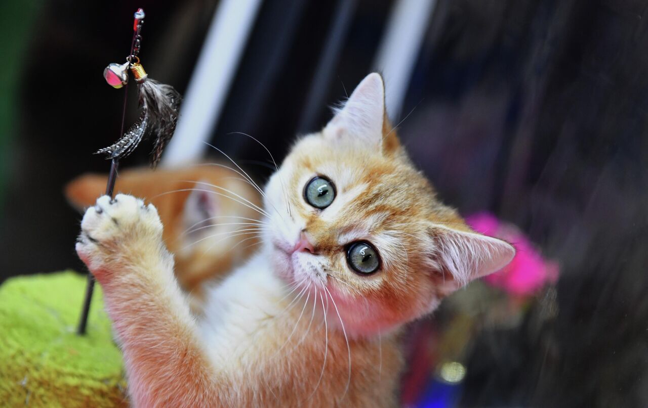 Faqat rus ayollari ishtirokidagi jinsiy porno Spermatozoidlarning hidi sezilarli darajada ozgargan