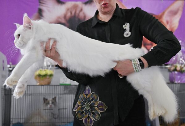 Кошка породы мейн-кун. - Sputnik Узбекистан
