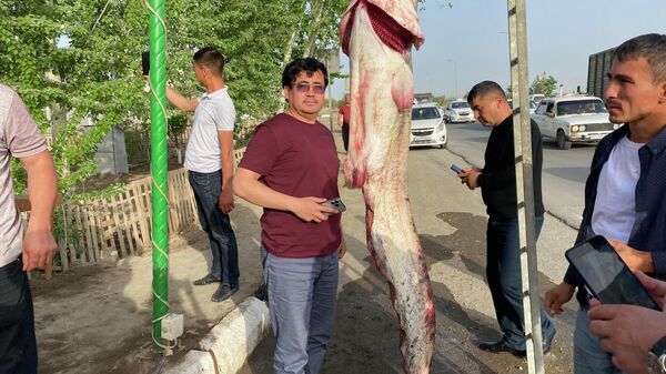 Житель Ургенча поймал сегодня в реке Амударья необычной величины рыбу. Это сом весом 70 кг и длиной более 2 метров. По словам рыбака, рыбу целиком он продавать не будет. Купить гиганта можно куском не более 2 кг. Цену он не назвал - Sputnik Узбекистан