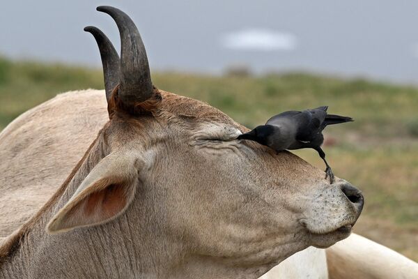 Ворона сидит на голове коровы в Нью-Дели. - Sputnik Узбекистан