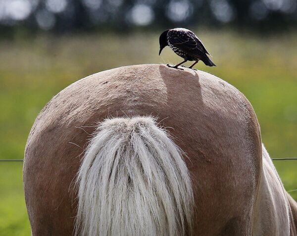 Птица сидит на спине пасущейся исландской лошади в загоне недалеко от Франкфурта, Германия. - Sputnik Узбекистан
