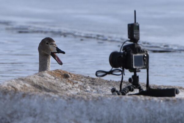Лебедь-кликун на Лебедином озере в Алтайском крае - Sputnik Узбекистан