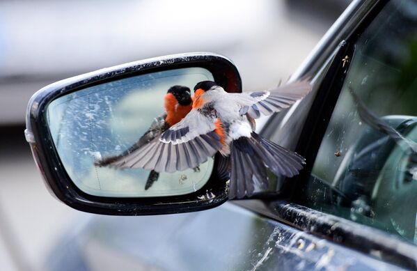 Снегирь видит себя в зеркале автомобиля в Реда-Виденбрюк. - Sputnik Узбекистан
