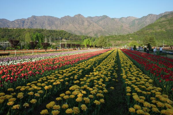 Поля тюльпанов в Мемориальном саду Индиры Ганди в Шринагаре, Индия. - Sputnik Узбекистан
