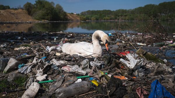 Лебедь вьет гнездо из пластикового мусора возле канализационного стока на берегу реки Дунай недалеко от центра Белграда, Сербия - Sputnik Узбекистан