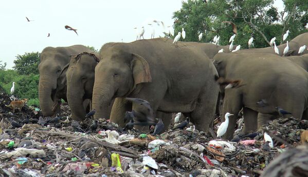 Дикие слоны роются на свалке в поисках еды. Шри-Ланка.  - Sputnik Узбекистан