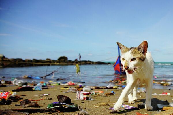 Дикая кошка ищет еду среди мусора, выброшенного на берег в Индонезии. - Sputnik Узбекистан