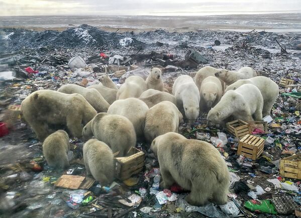 Полярные медведи роются на свалке на архипелаге Новая Земля.  - Sputnik Узбекистан