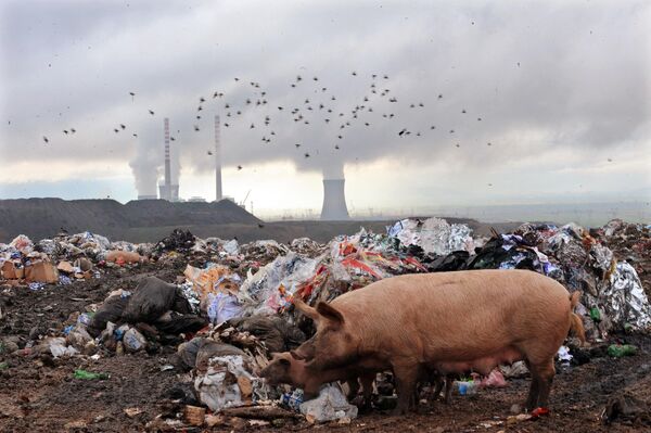 Свиньи роются на свалке в Македонии.   - Sputnik Узбекистан