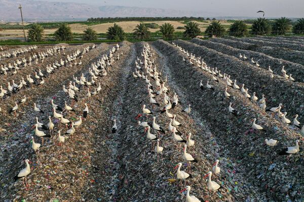 Аисты на свалке пластиковых отходов в Иорданской долине. - Sputnik Узбекистан