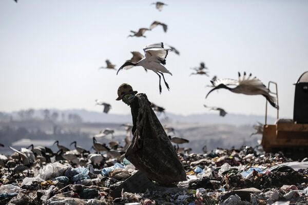 Старьевщик спугнул диких птиц на свалке в Йоханнесбурге. - Sputnik Узбекистан
