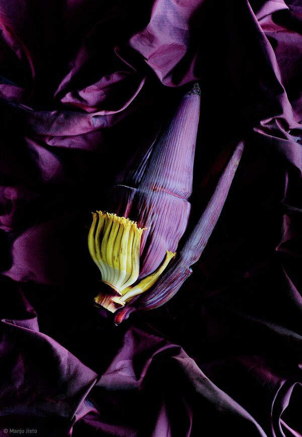 Снимок &quot;Банановый цветок&quot; эмиратского фотографа Manju Jisto, победившего среди фотографов из Персидского залива. - Sputnik Узбекистан
