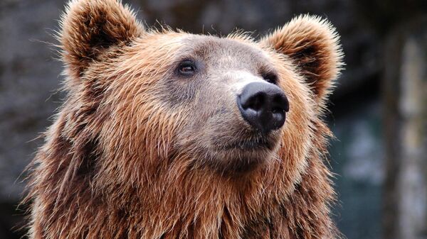 Медведь, иллюстративное фото - Sputnik Ўзбекистон