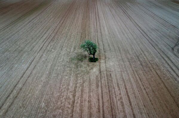 Одинокое дерево на вспаханном поле на окраине Франкфурта, Германия. - Sputnik Узбекистан