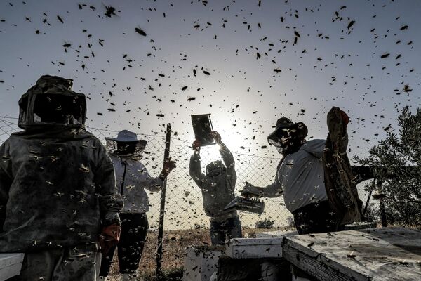 Палестинские пчеловоды собирают мёд из ульев. - Sputnik Узбекистан