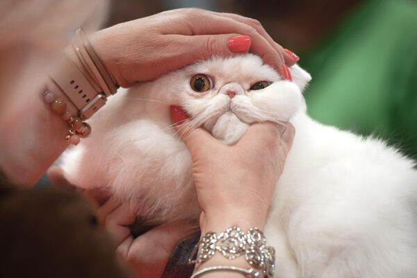 Судьи международного конкурса красоты кошек в Румынии осматривают одного из конкурсантов. Бухарест, 7 мая 2022 года.  - Sputnik Узбекистан