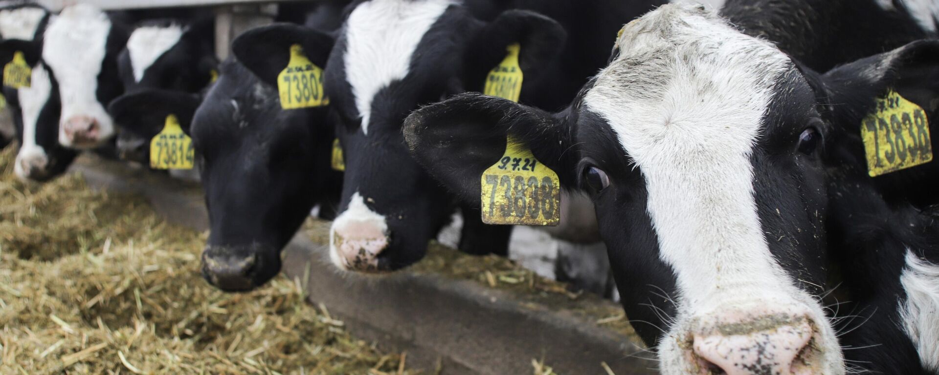 Производство молочной продукции в Пятигорске - Sputnik Узбекистан, 1920, 15.03.2026