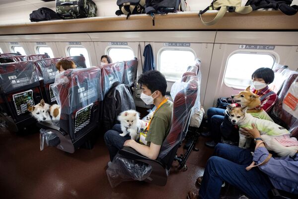Специальный &quot;собачий&quot; рейс между Токио и Каруидзавой в провинции Нагано курсирует лишь один день в мае. - Sputnik Узбекистан