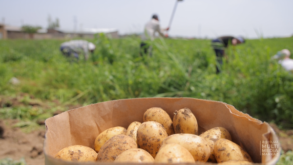Картошка новый урожай  - Sputnik Ўзбекистон