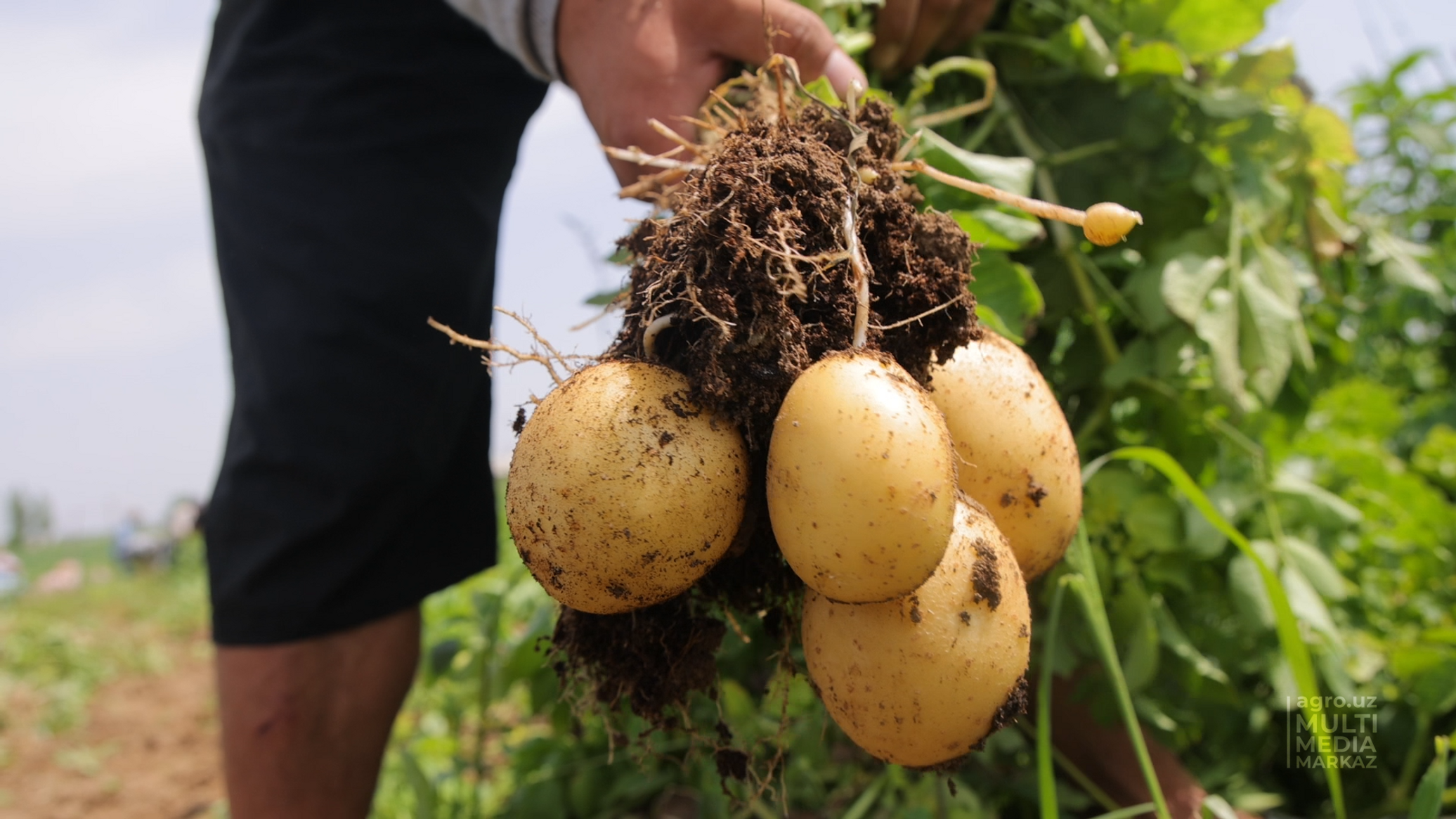Картофель первого урожая. Урожай картошки. Суперранний урожай картофеля. Картофель Узбекистан. Картошка растет.