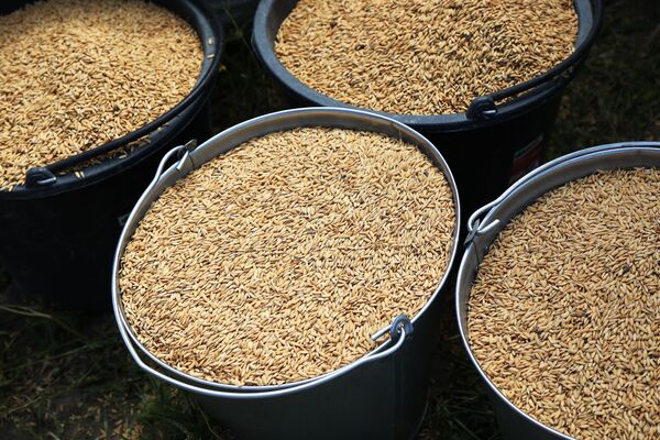 Зерна риса, подготовленные для посева. - Sputnik Узбекистан