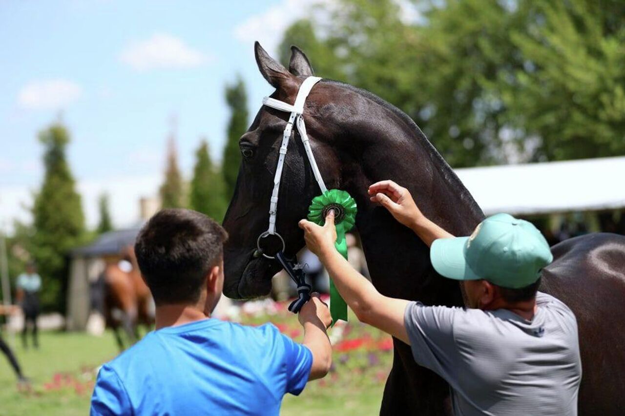 В Ташобласти прошел Чемпионат Азии по конному спорту - фото