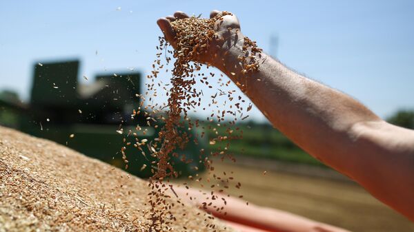 Зерно пшеницы, архивное фото - Sputnik Ўзбекистон