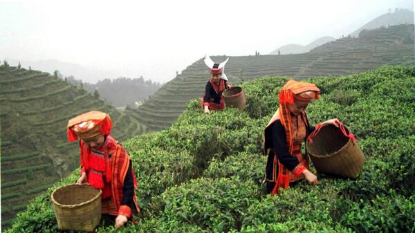 Фермеры собирают чайные листья, Китай, 2002 год - Sputnik Узбекистан