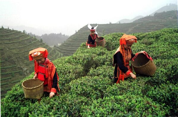 Сбор чая в автономии Гуанси в Китае. - Sputnik Узбекистан