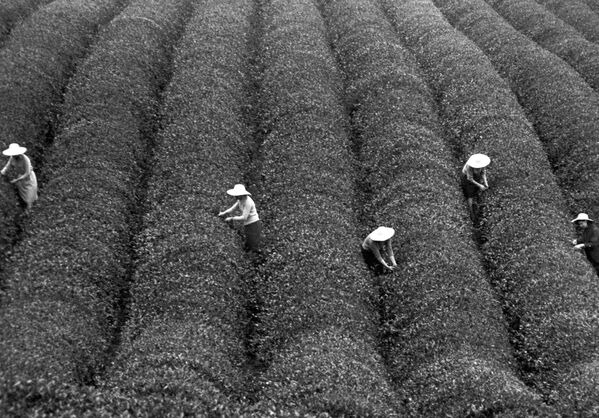Сбор чайного листа на плантациях Ингирского совхоза в Грузинской ССР, 1966 год - Sputnik Узбекистан