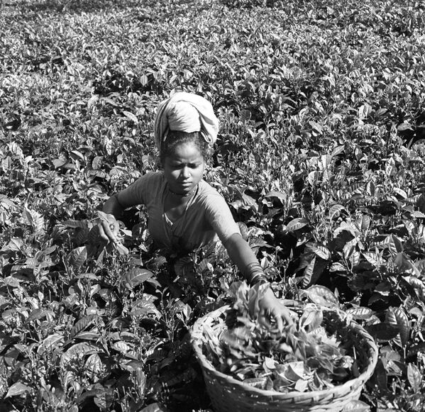 Сборщица чая на плантации в штате Ассам, Индия, 1969 год - Sputnik Узбекистан